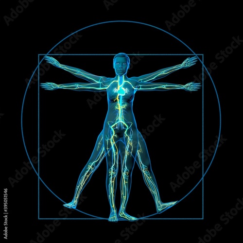 Photos Vitruvian human, 3D illustration in x-ray style with the nervous and cardiovascu