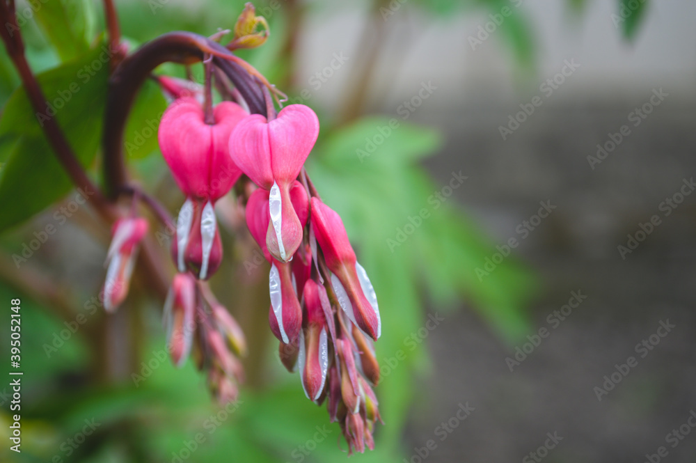 pink heart shaped flower pink heart shaped flower