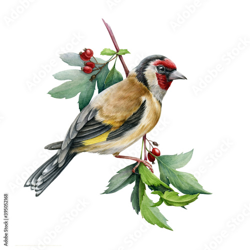 Canvastavla Goldfinch bird on a hawthorn branch illustration