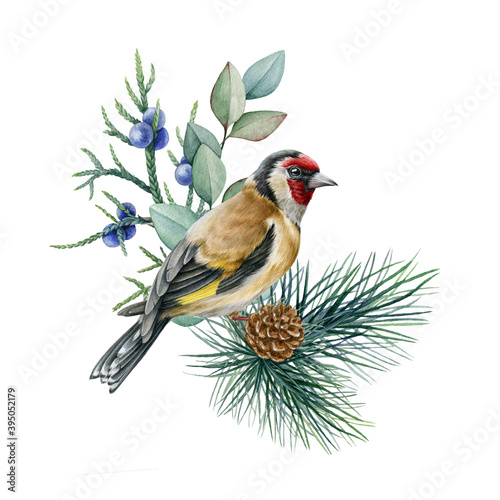 Goldfinch bird winter floral arrangement watercolor illustration. Hand drawn natural decor with gold finch bird, pine, juniper, eucalyptus leaves. Christmas season decor isolated on white background. © anitapol