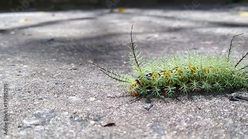 salvador, bahia / brazil - november 24, 2020: insect fire caterpillar is seen in a garden in the city of Salvador. photo