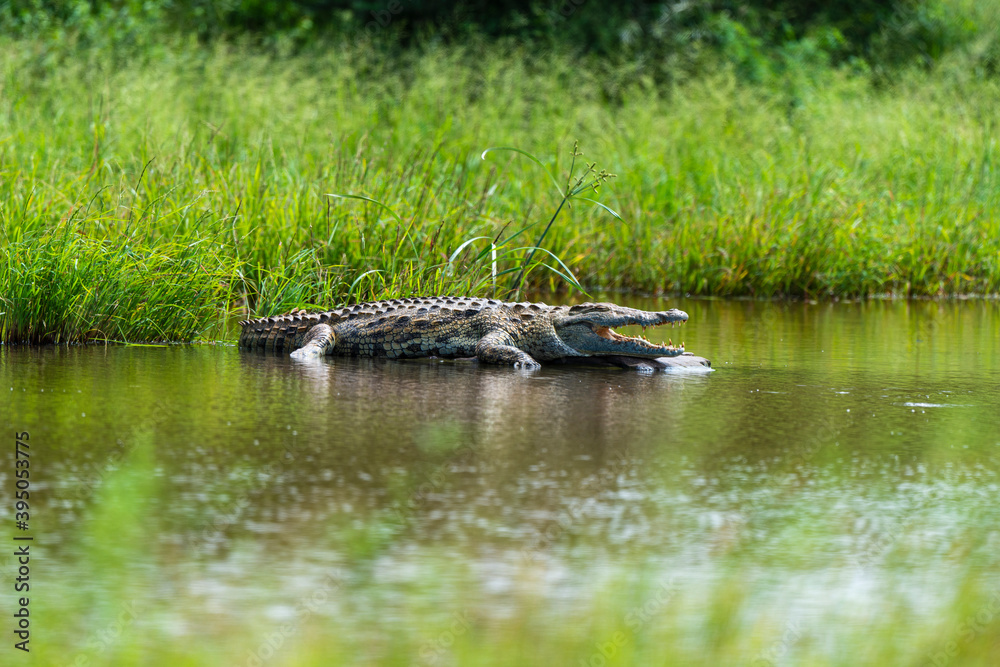 Crocodile du Nil , Crocodylus niloticus, Afrique du Sud Crocodile du Nil , Crocodylus niloticus, Afrique du Sud