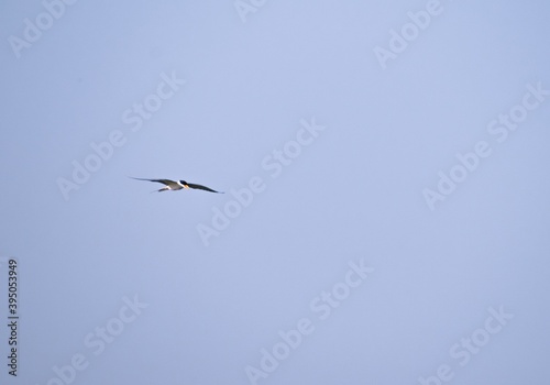 River tern bird flying in the sky. photo