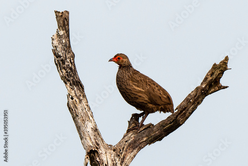 Wallpaper Mural Francolin de Swainson,.Pternistis swainsonii , Swainson's Spurfowl Torontodigital.ca