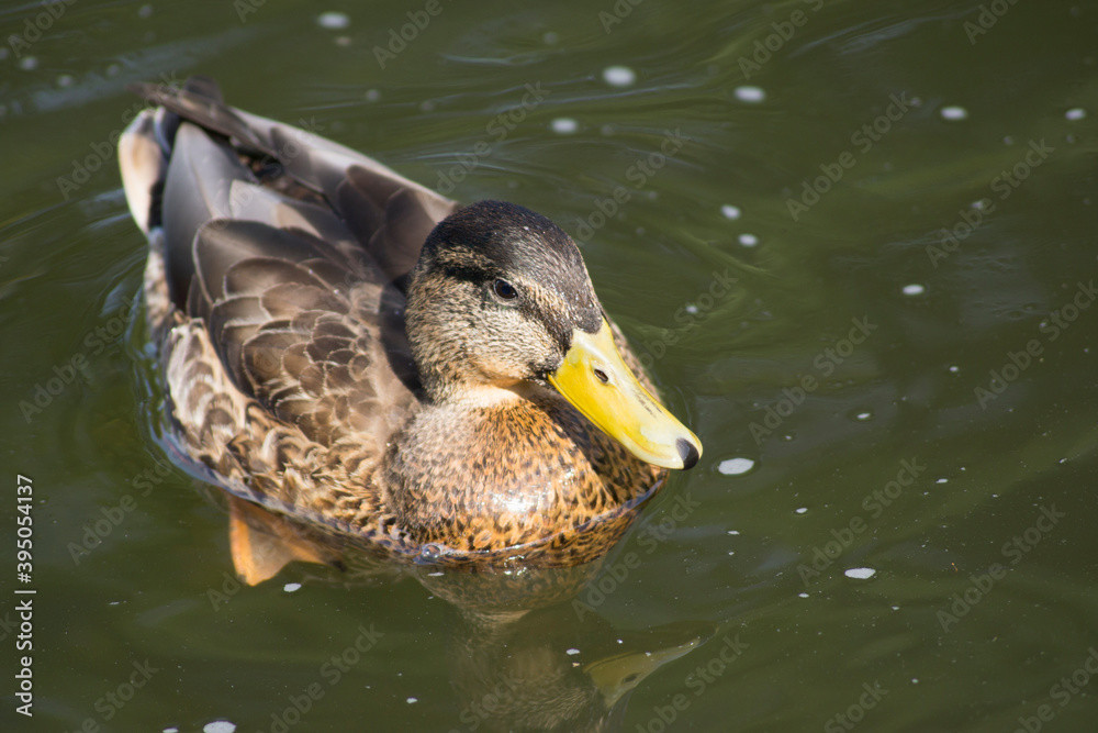 Fototapeta premium Bird, duck, duck, nature, river, summer, animals, swim