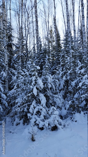 winter forest