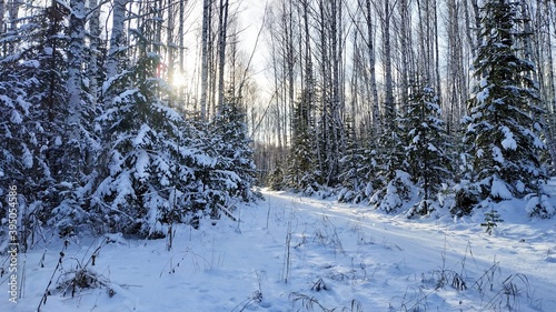 winter forest