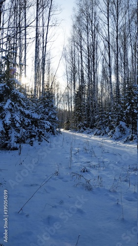 winter forest