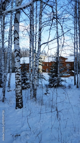 wooden made house in the forest