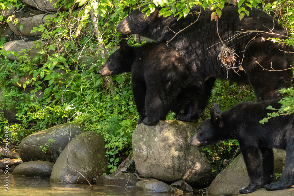 Fototapeta premium Mamma And Cubs