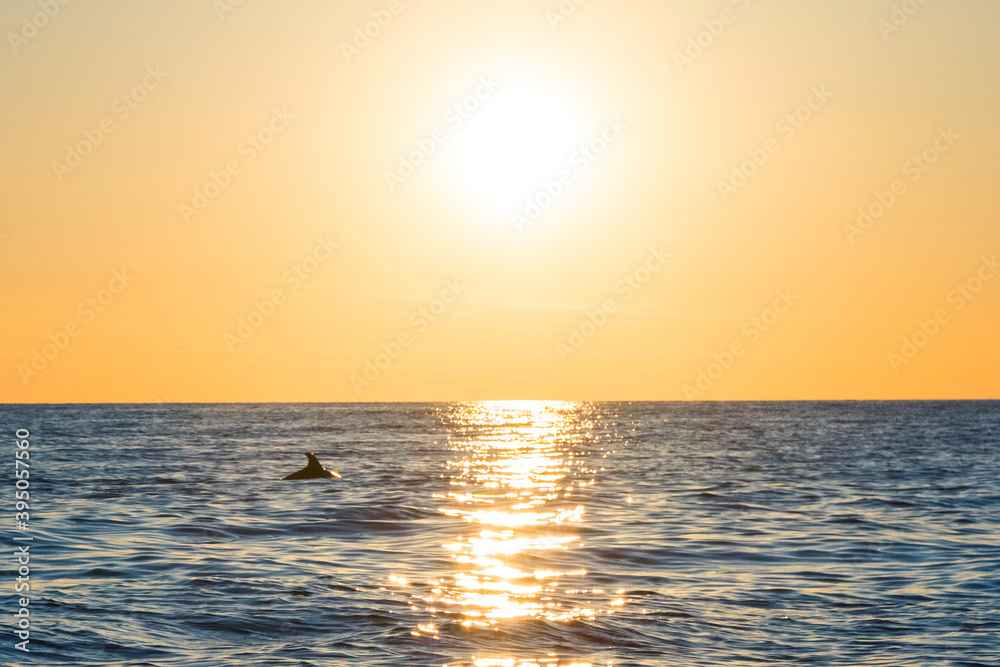 Sunset in the Adriatic Sea and the silhouette of a dolphin at the horizon. Beautiful tranquil peaceful moment on the Adriatic Sea