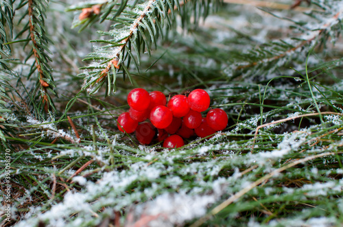 Red rowan berries and a Christmas tree branch on the green grass are covered with snow. Winter Christmas and New Year background for greeting card.