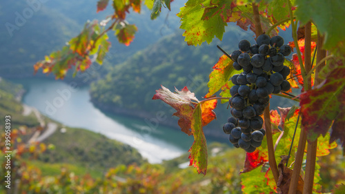 Bunch of red grapes, heroic viticulture, Ribeira Sacra, Galicia, Spain