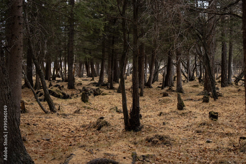 Autumn landscape of the forest with thickets of deciduous and coniferous trees. Autumn landscape of the forest with thickets of deciduous and coniferous trees.