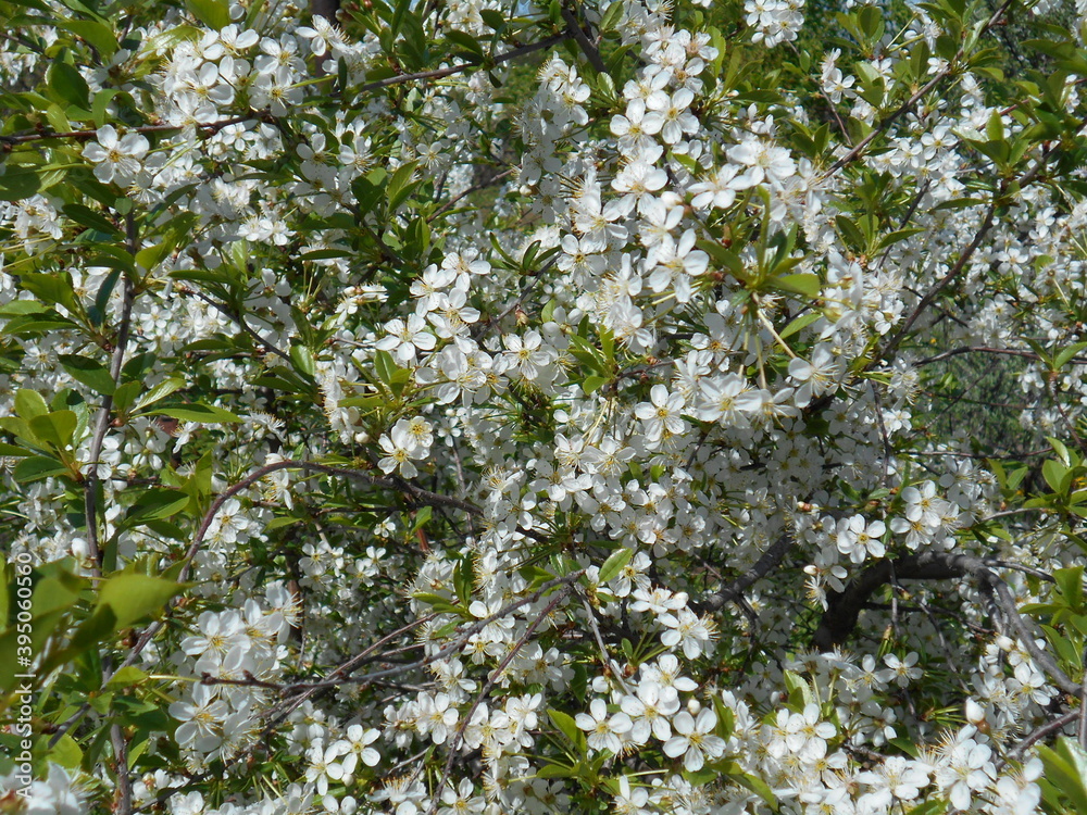 blossoming tree blossoming tree