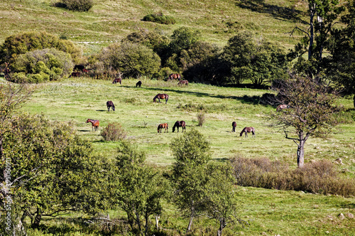 Distant view of herd of horses grazing grass on meadow pasture in wild Beskid Niski mountains area. Hucul pony breed horses. photo