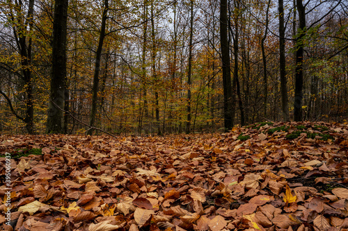 A European Beech forest in autumn colours. Picture from Scania county, southern Sweden