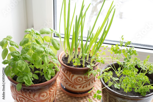 Growing vegetables on the windowsill, home gardening. Green Basil, onion and parsley leaves. Aromatic herbs.