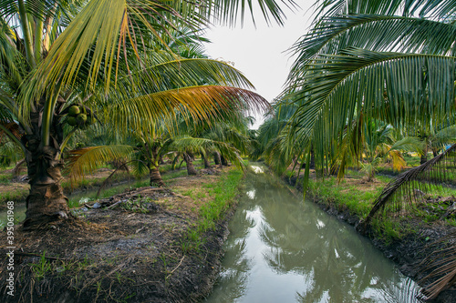 Asia, Thailand, Agricultural Field, Agriculture, Canal