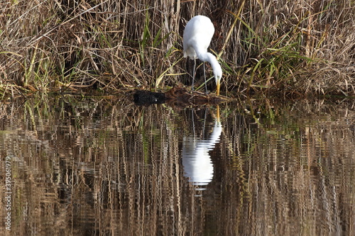 great egret (Ardea alba) germany photo