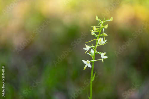 Platanthera bifolia also known as lesser butterfly-orchid