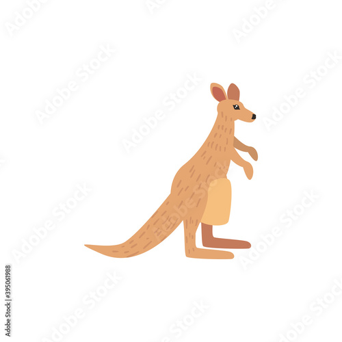 cute kangaroo animal on white background