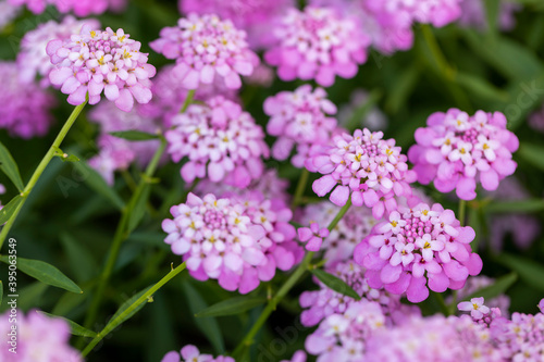 Mexican ageratum with green leaves © Janisphoto