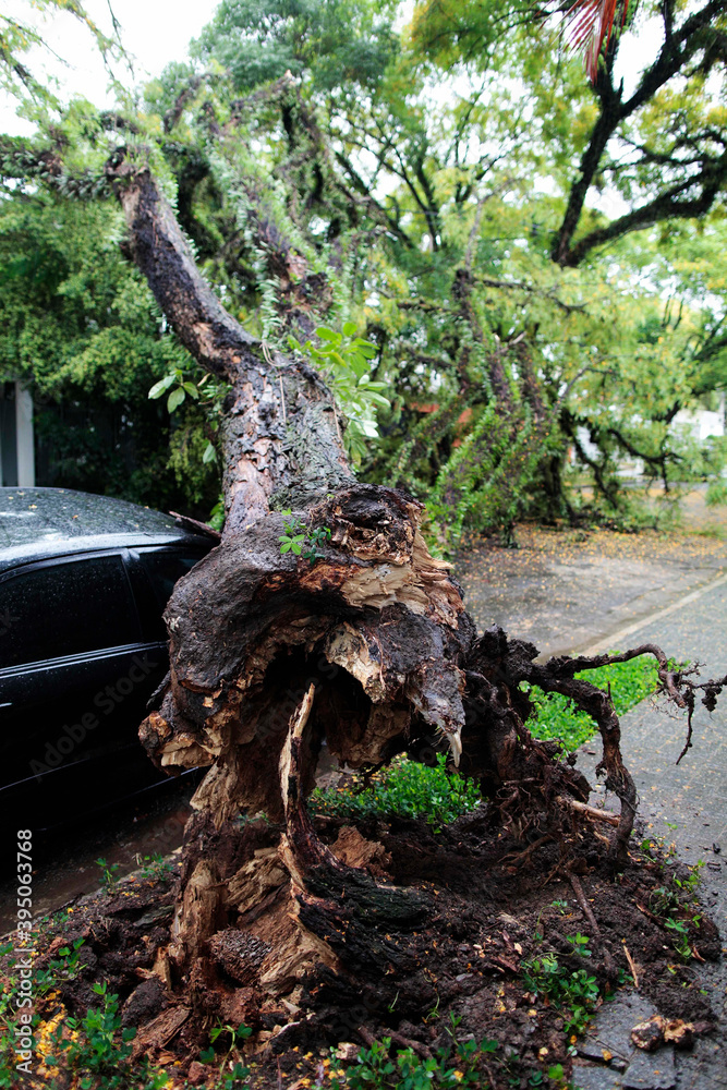 A parked car gets hit by a tree that fell during a thunderstorm with strong wind in Sao Paulo, Brazil. A parked car gets hit by a tree that fell during a thunderstorm with strong wind in Sao Paulo, Brazil.