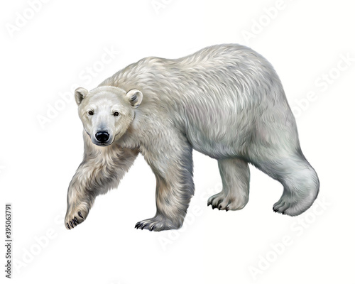 The polar bear  Ursus maritimus 