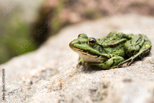 Lithobates clamitans, green frog enjoying life on a rock