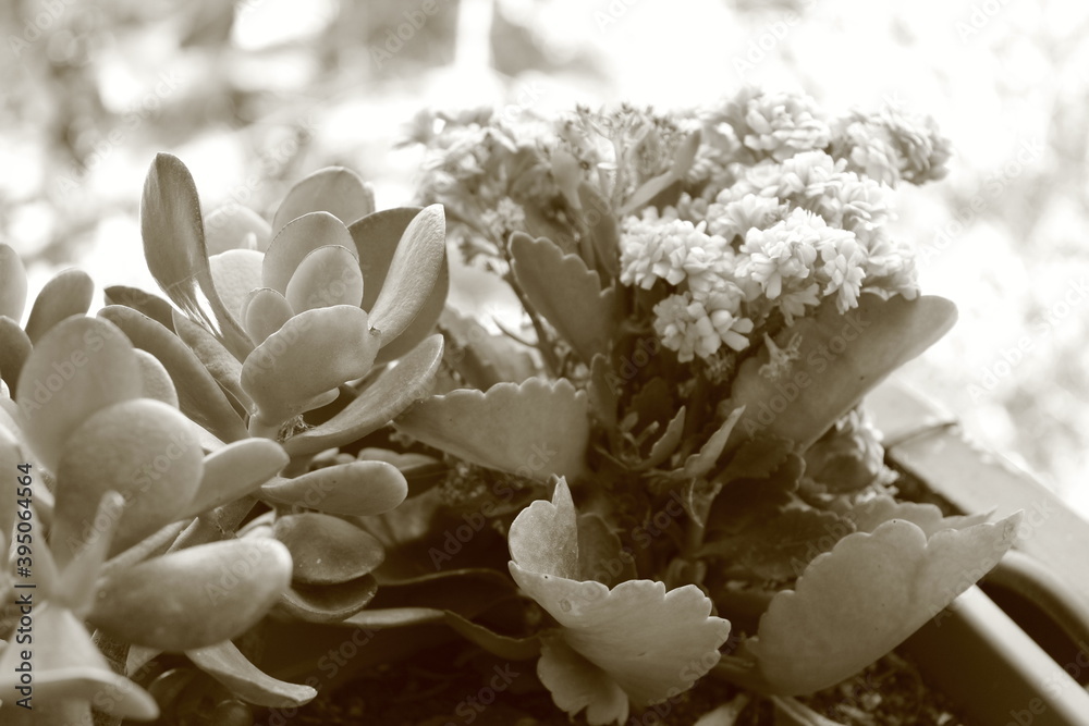 white flowers in the garden