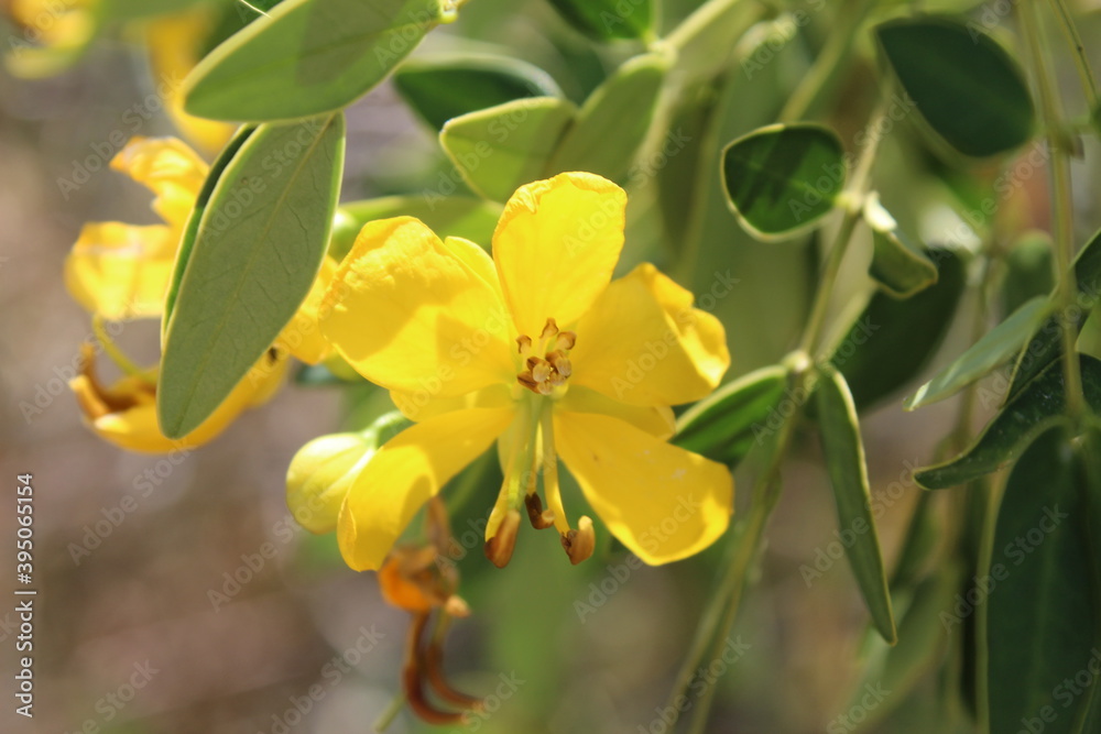 Fototapeta premium yellow flowers