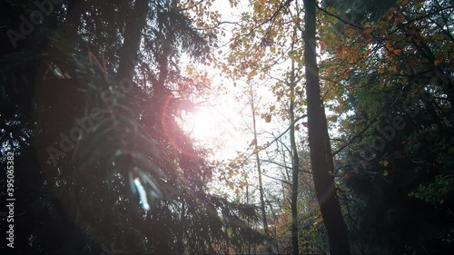 Trees against the backdrop of the bright sun.
