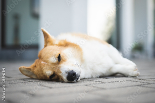 portrait of a dog Welsh Corgi sleeping close up