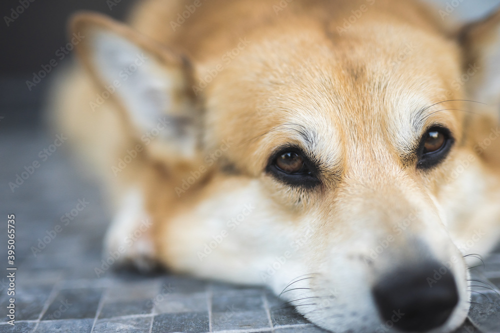 portrait of a dog Welsh Corgi closeup