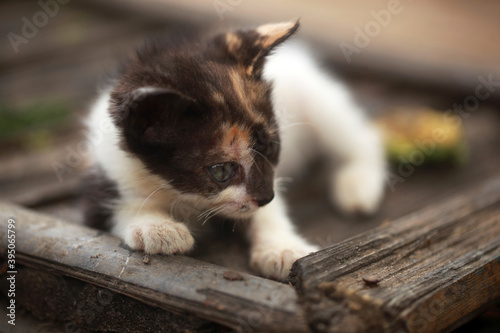 Fototapeta Naklejka Na Ścianę i Meble -  animal closeup photography - portrait of a three color female cat (black, white and red) with blue eyes, sitting on a handmade palm seat, looking into camera, outdoors on a sunny day in Africa 