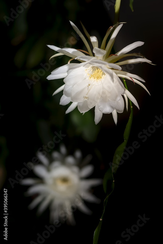 Front view of two white blossoms of the queen of the night (Epiphyllum oxypetalum) Cactus plant, night blooming, with charming, fragrant large white flowers, dark background, copy space. photo