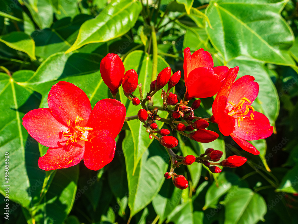 Beautiful red flowers on green leaves background Beautiful red flowers on green leaves background