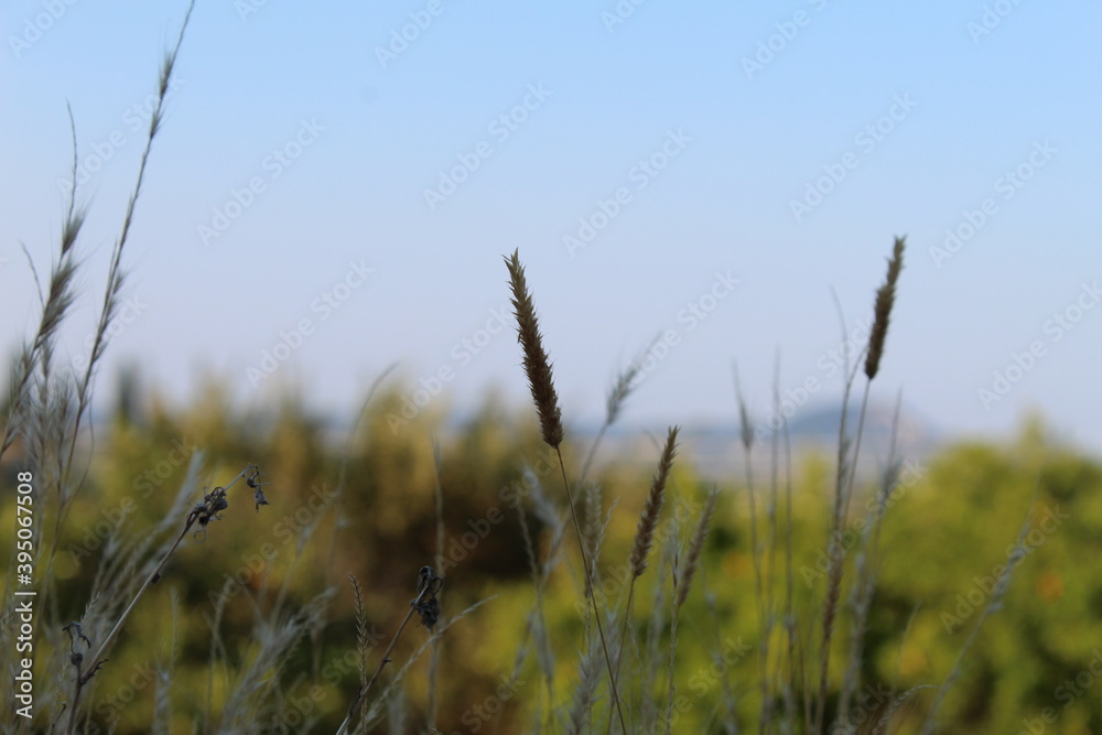Obraz premium reeds in the wind
