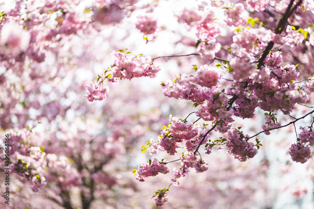 pink apple tree blossoms in the spring sunshine pink apple tree blossoms in the spring sunshine