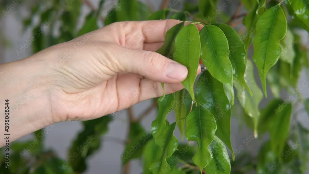 Hold fresh flower leaves. A view of woman hand with green home tree leaf in the room.