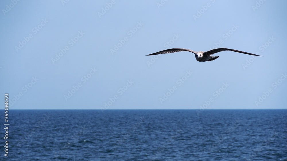 Seagull, a bird of prey flying and looking into the camera on blue sea background Seagull, a bird of prey flying and looking into the camera on blue sea background