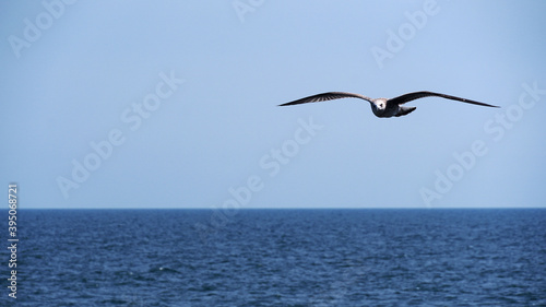 Seagull  a bird of prey flying and looking into the camera on blue sea background