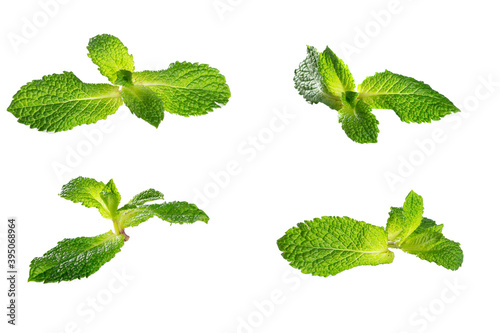 Sprigs of mint insulation. four angles