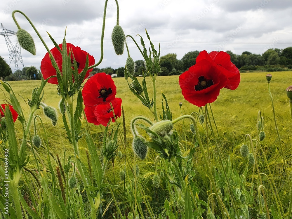 Obraz premium Champ avec des coquelicots rouges