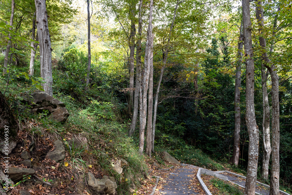 Fototapeta premium path in the woods