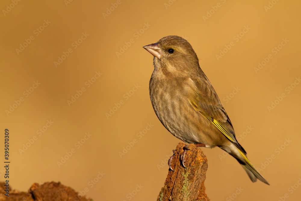 Φωτογραφία Female of european greenfinch, chloris chloris, sitting on stump with orange background
