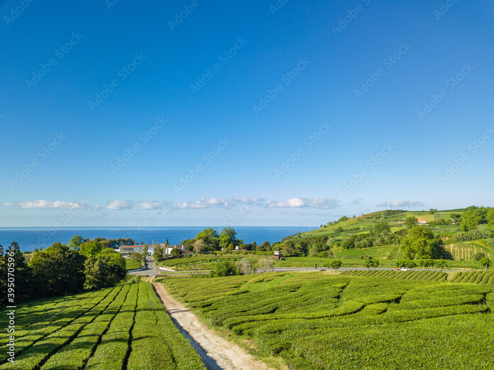 Beautiful view landscape over Tea Plantation of Gorreana (Chá Gorreana). Street path in the middle of the tea plantation. São Miguel Island, Azores