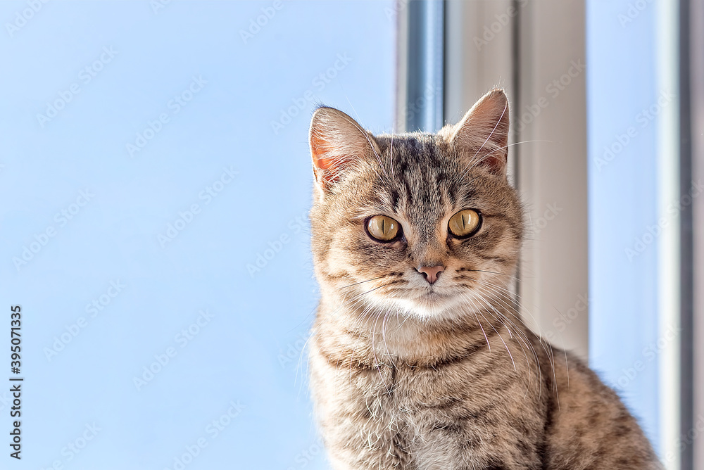 Cute gray tabby cat is standing (sitting) on the window. Look at me.