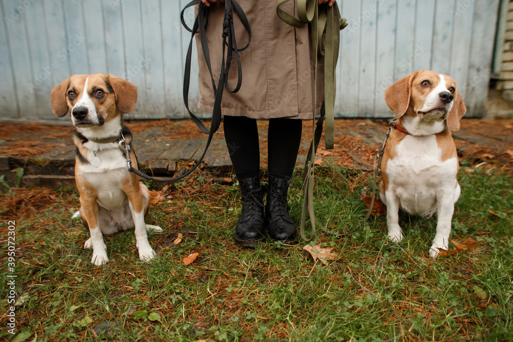 young stylish woman with two beagle dogs in the forest
